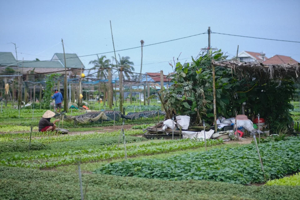 Loại bà con hay mua nhất