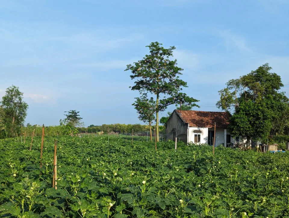 Vườn nhà Vũ Thị Giang 1987 — rau củ trái cây theo mùa